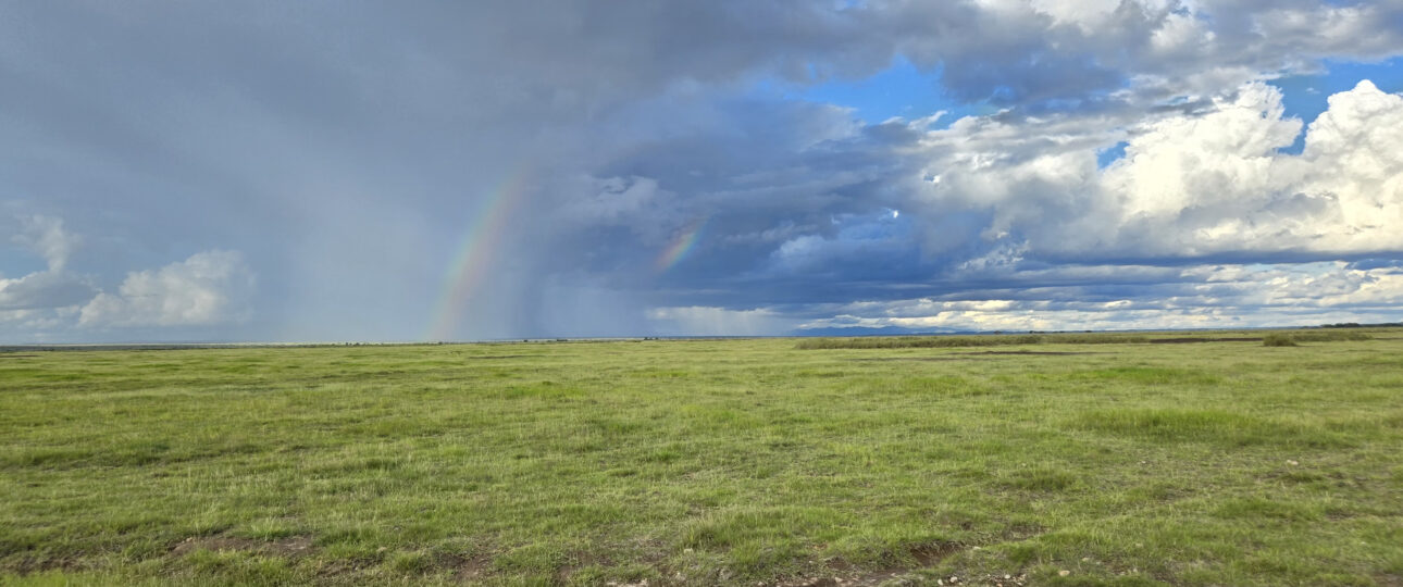 The Green season in Amboseli