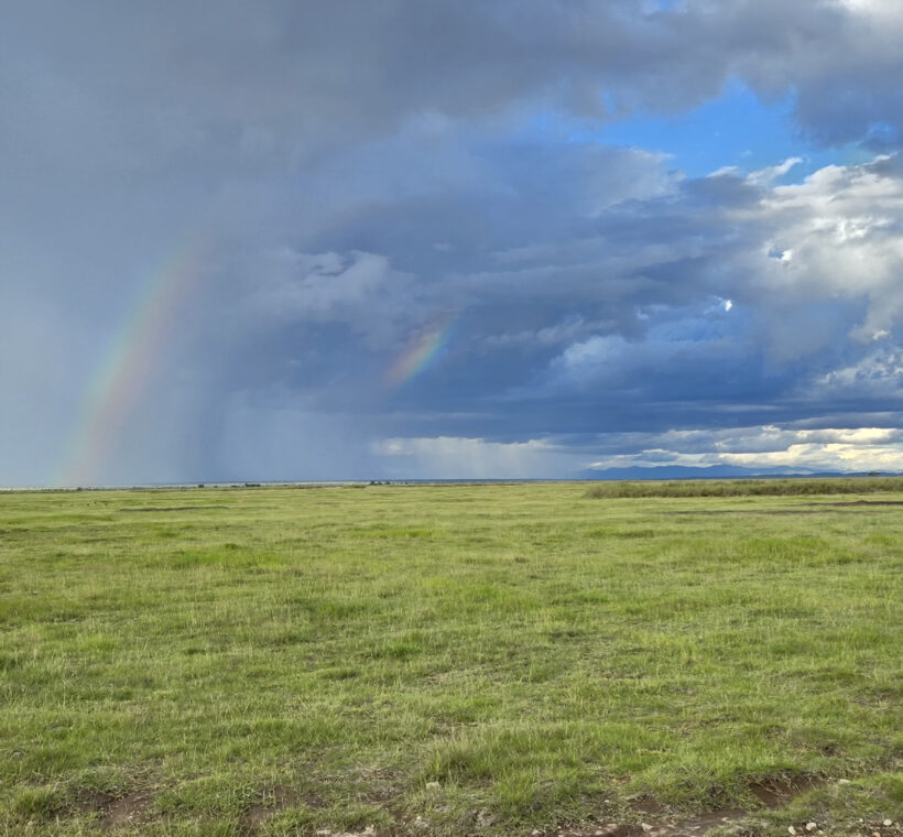 The Green season in Amboseli