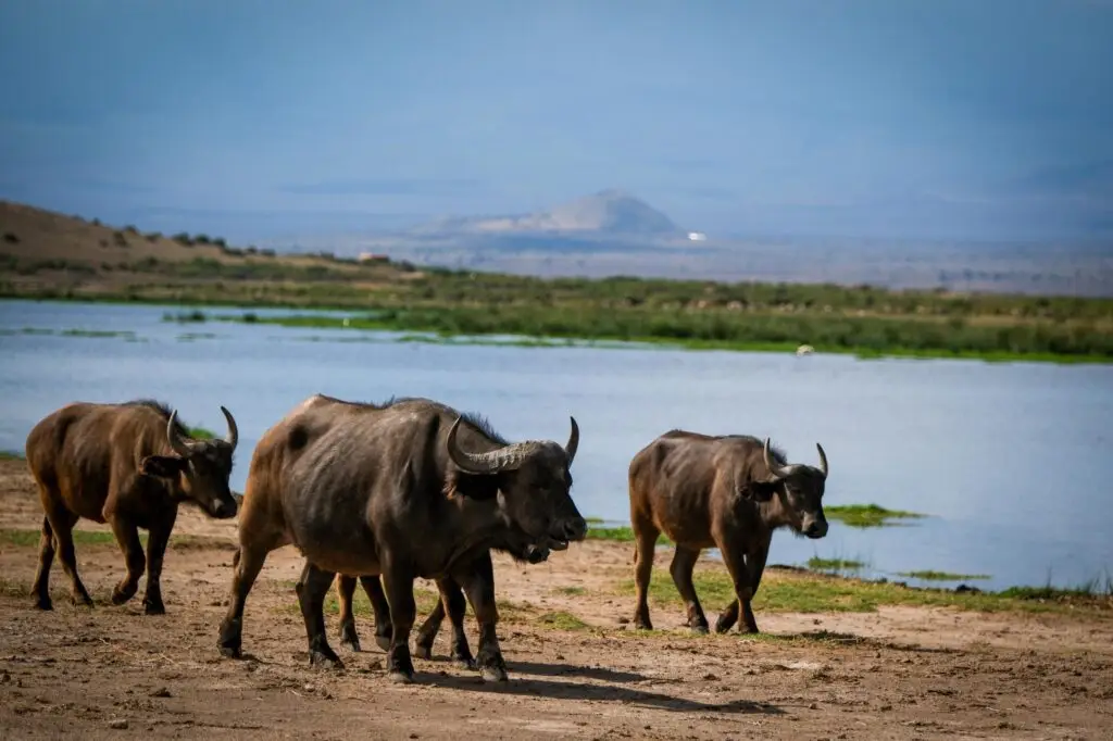 buffallo spotted on Kenya Safari
