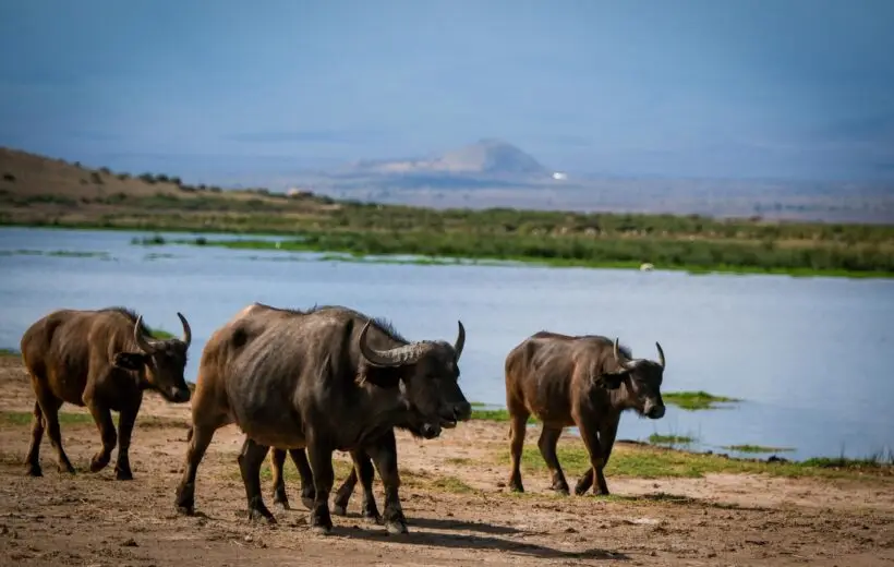 10-Day Best of Kenya Safari Adventure with PMK Tours