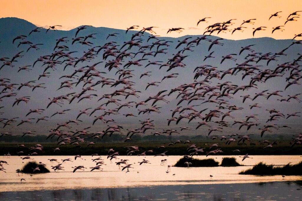 lake nakuru national park
