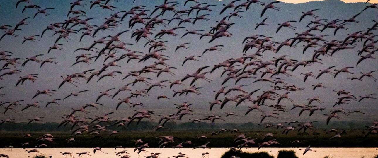 lake nakuru national park