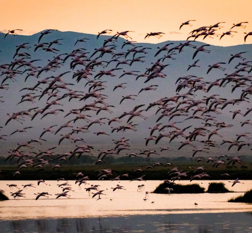 lake nakuru national park