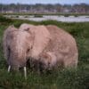 elephants in Amboseli