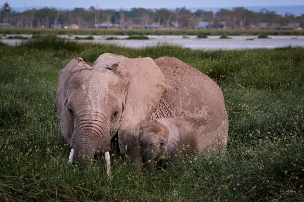 elephants in Amboseli