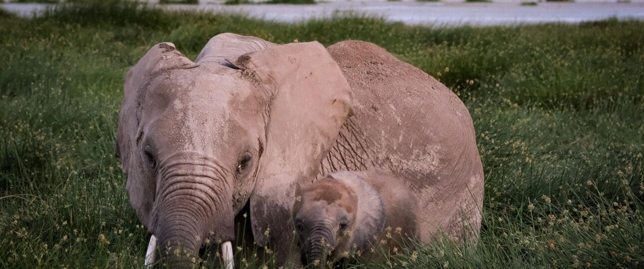 elephants in Amboseli