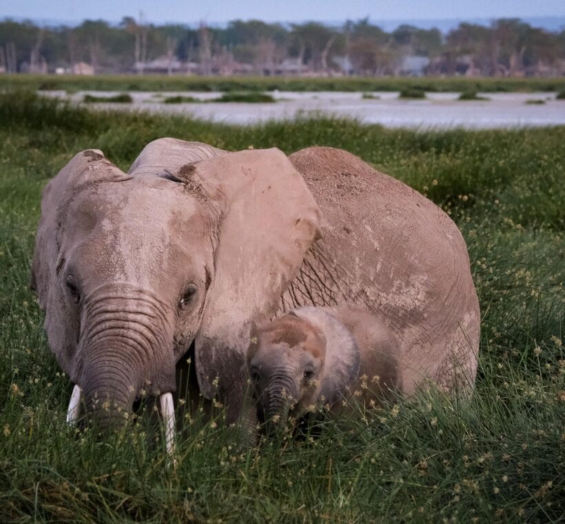 elephants in Amboseli