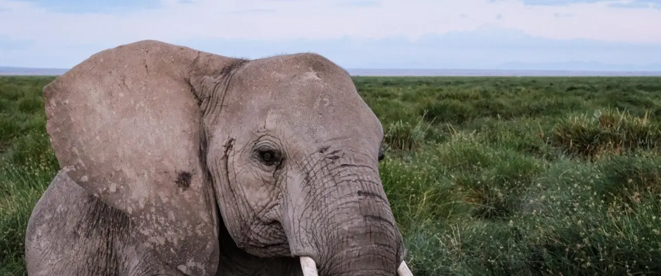 Top 5 places to see elephants in Kenya