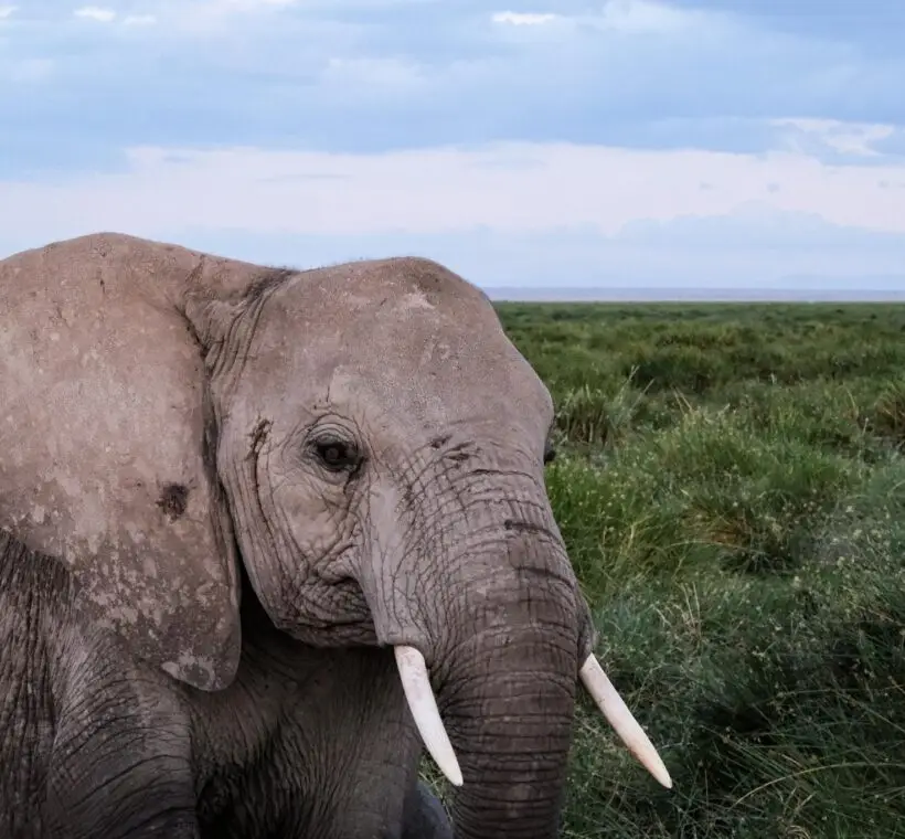 Top 5 places to see elephants in Kenya