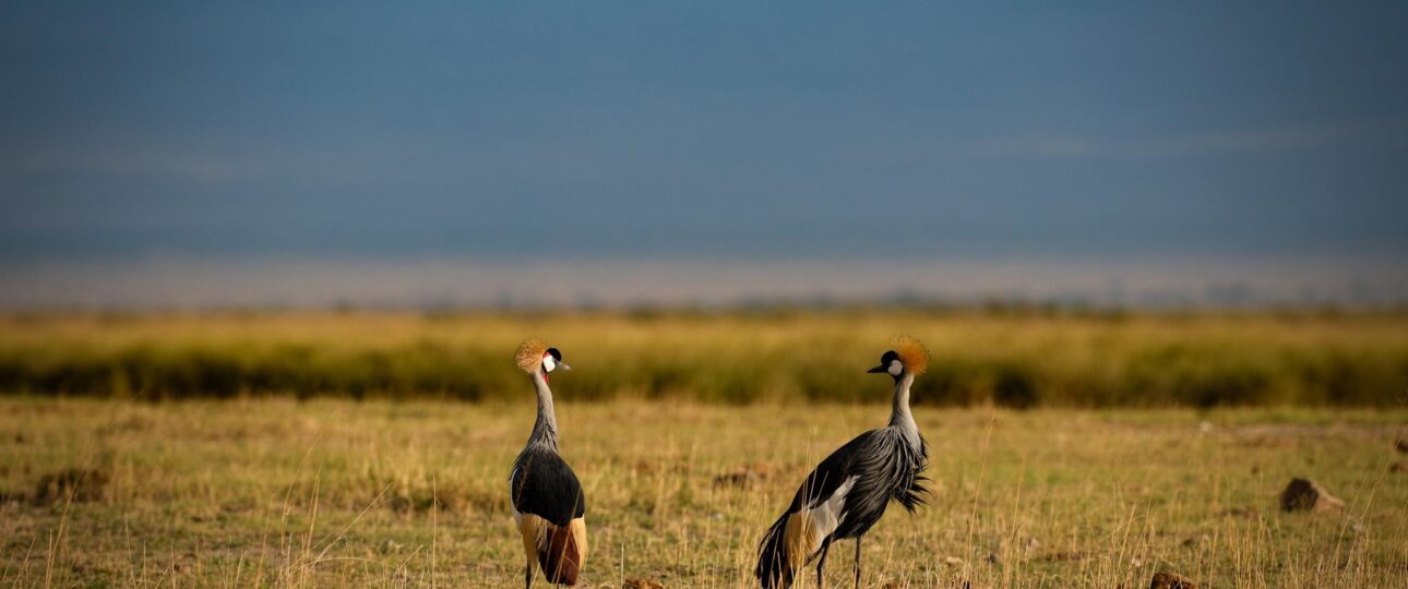 10-Day Kenya Safari