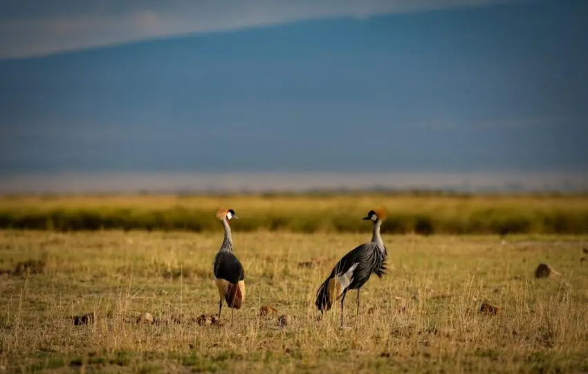 Uganda cranes on Kenyan safari