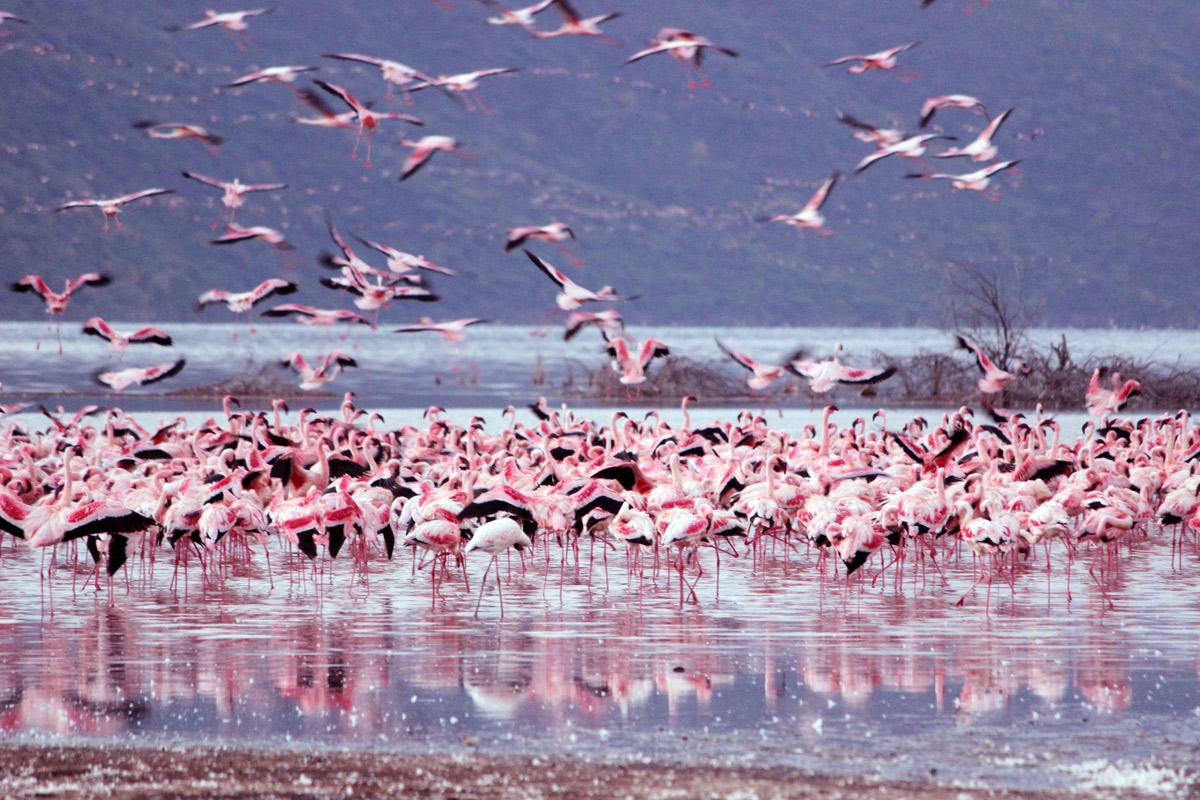 Lake Nakuru National Park