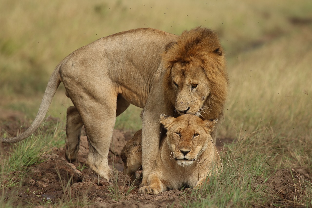 7-Day Kenya Safari