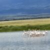 Lake Amboseli in Amboseli national apark