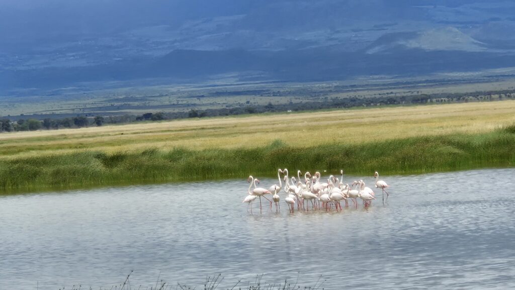 Lake Amboseli in Amboseli national apark
