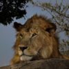best time to see lions in masai mara