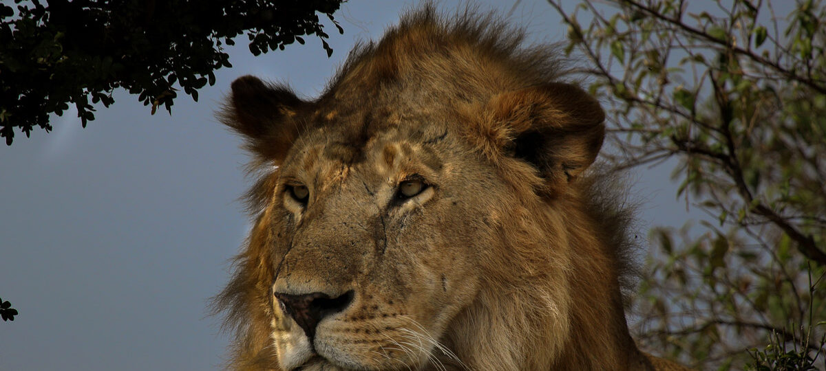 best time to see lions in masai mara