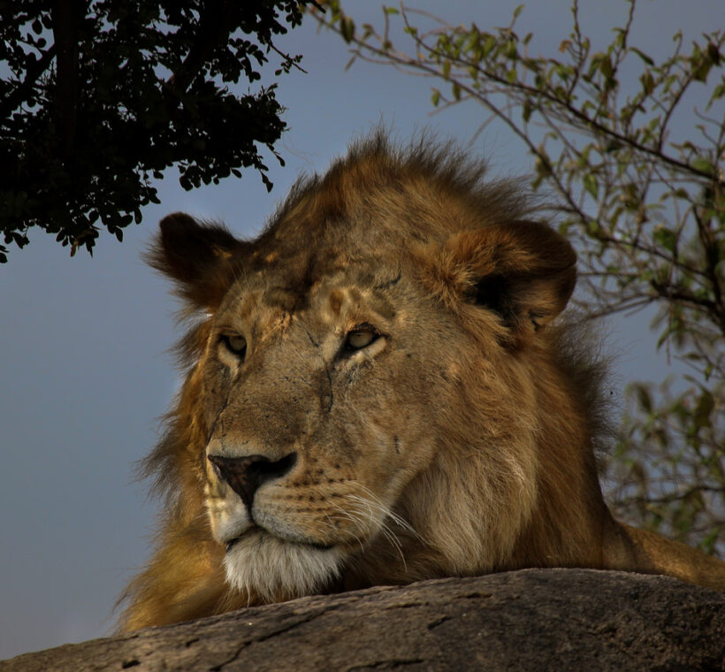 best time to see lions in masai mara