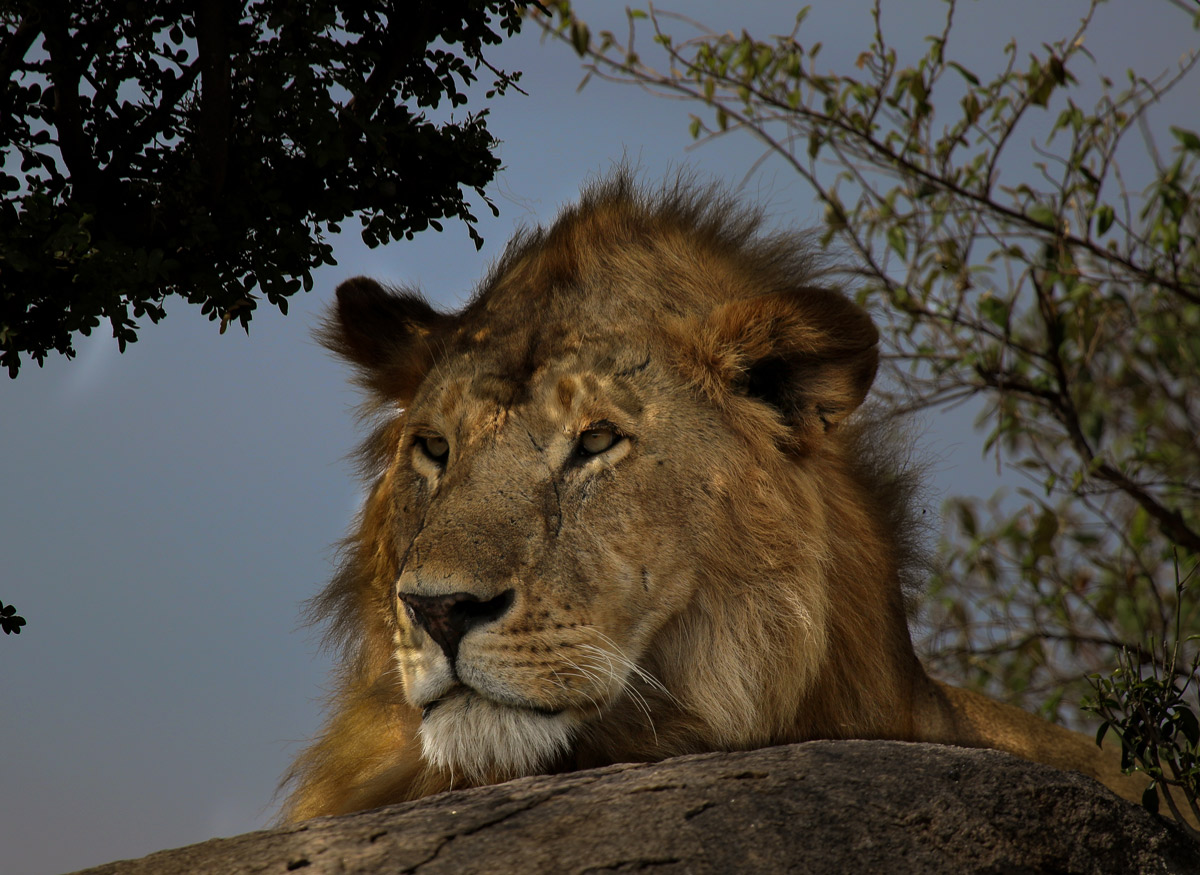 best time to see lions in masai mara
