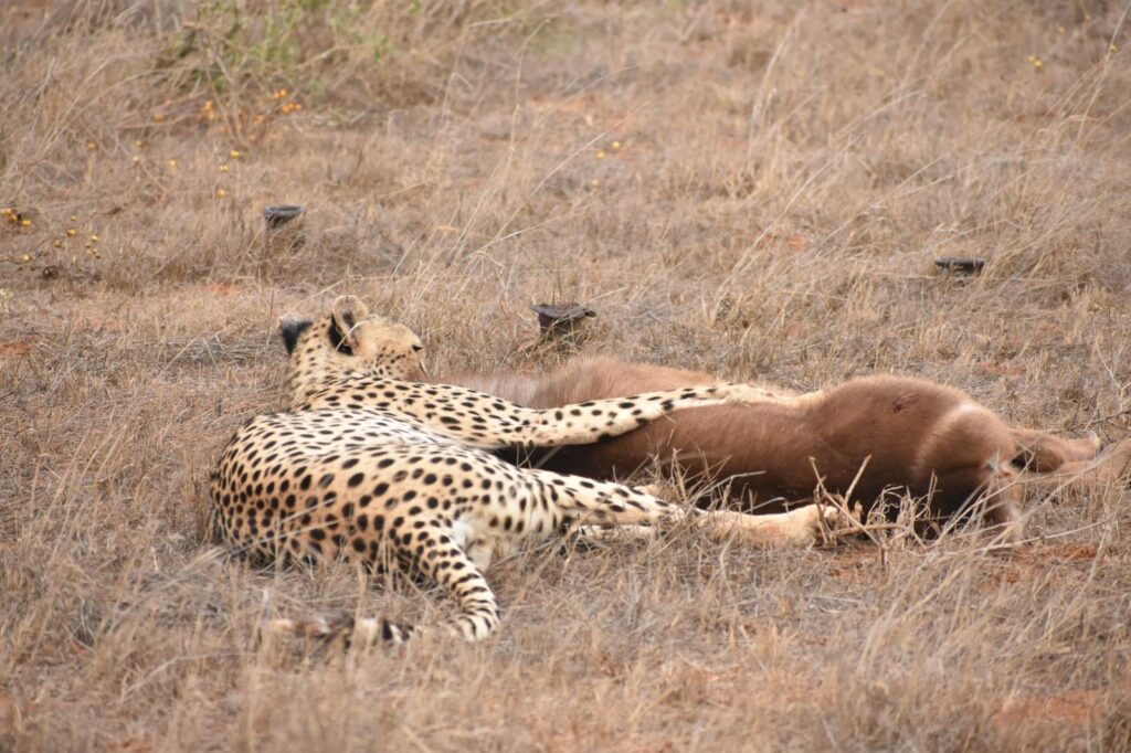 masai mara safari package