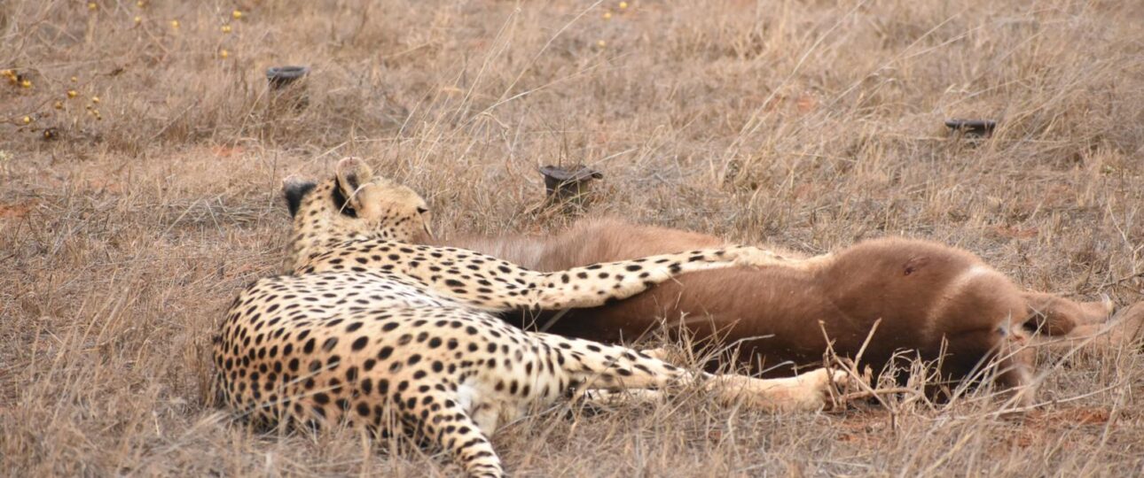 masai mara safari package