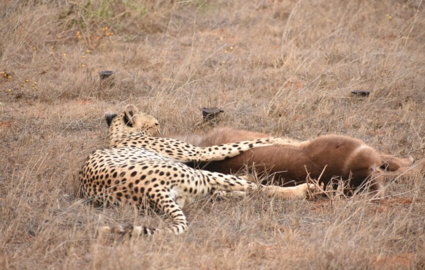 masai mara safari package