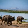 where to see buffallos on a kenya safari