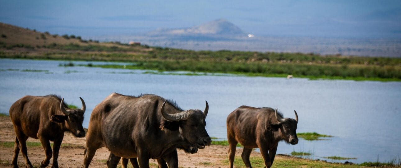 where to see buffallos on a kenya safari