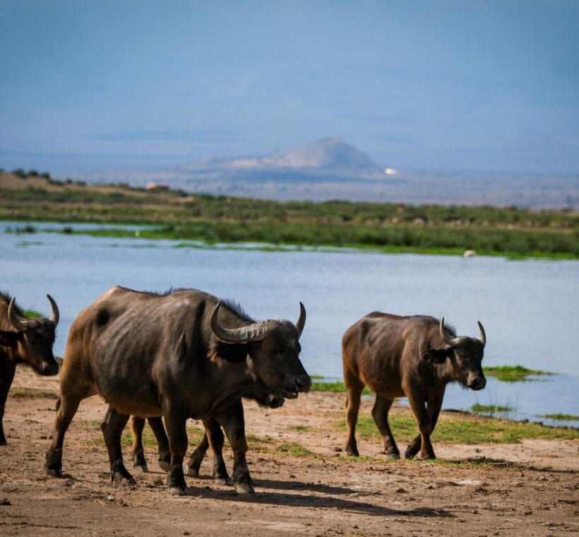where to see buffallos on a kenya safari