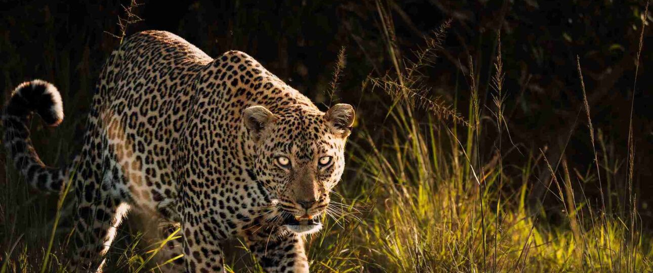 where to see leopards in Kenya