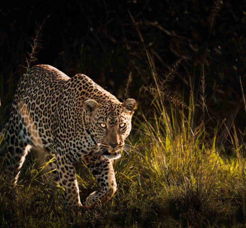 where to see leopards in Kenya