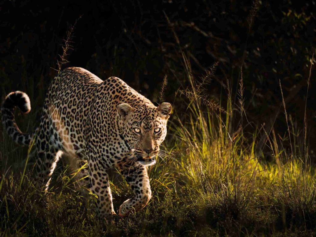 Where to see leopards in Kenya 