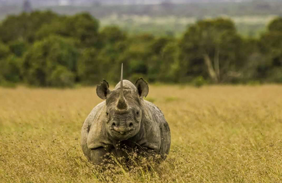 Lake Nakuru National Park Guide