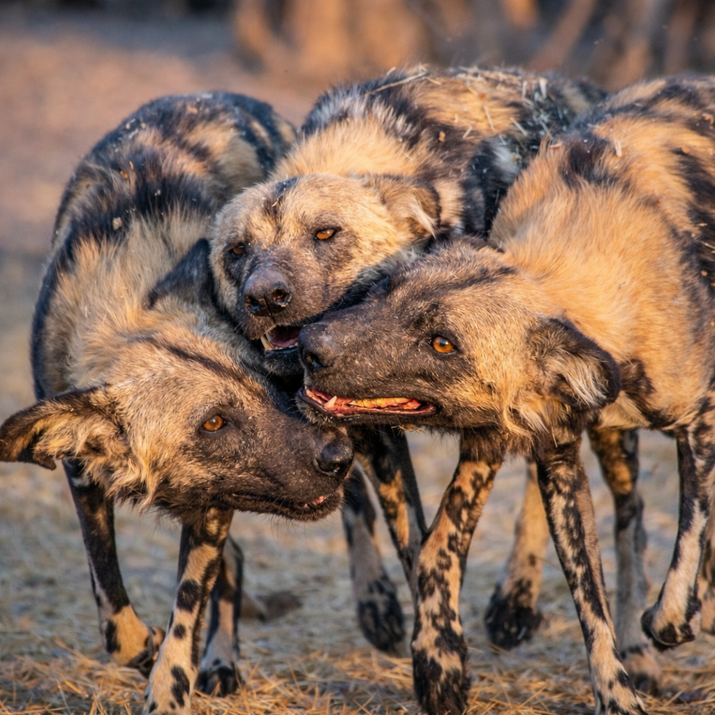 Rare animals in Kenya- African wild Dog