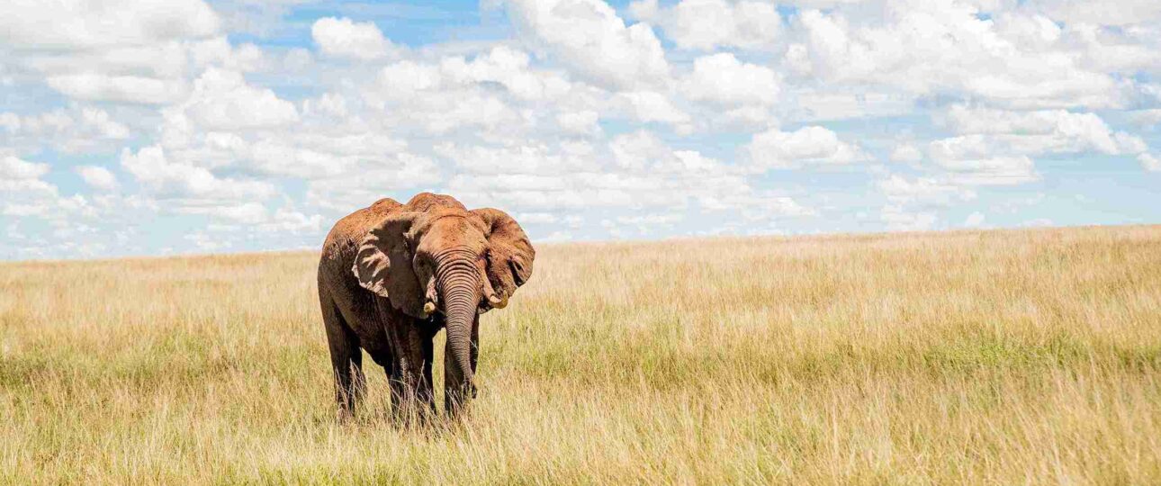 elephant in masai mara national park in Kenya