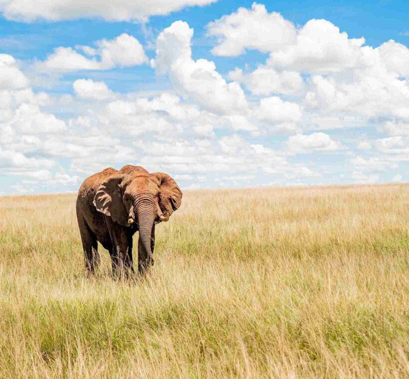 elephant in masai mara national park in Kenya