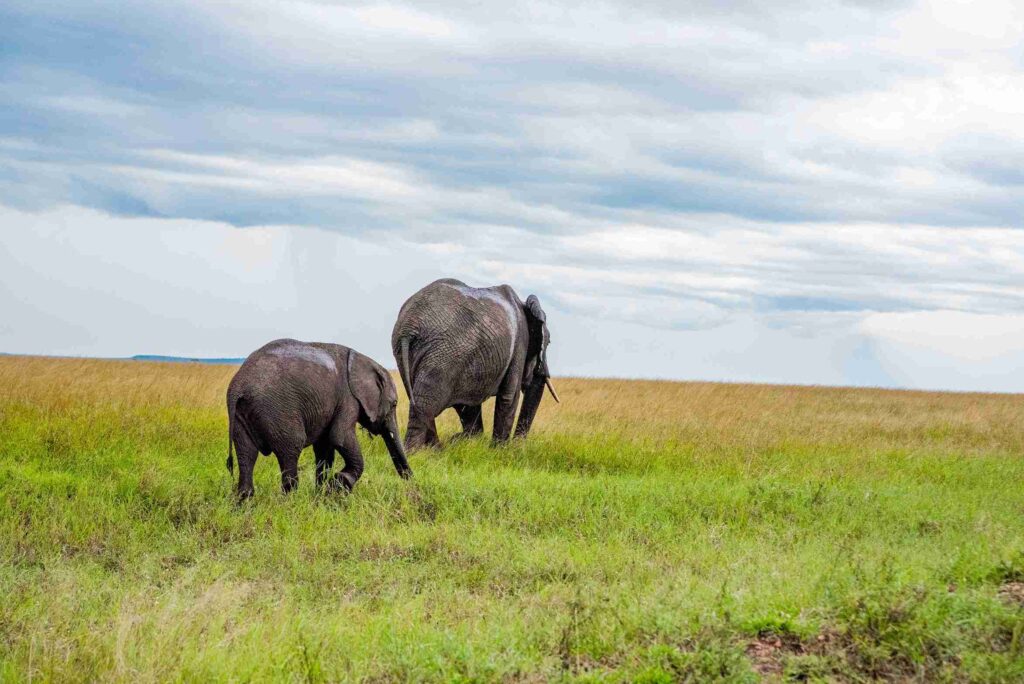 two elephants in masai mara national park