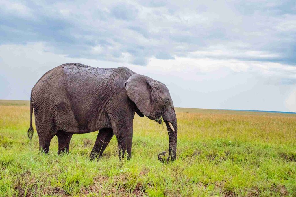 masai mara safari experience