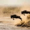 wildebeest crossing mara river