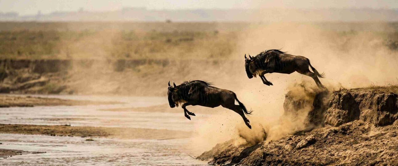 wildebeest crossing mara river