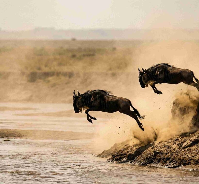 masai mara safari packages