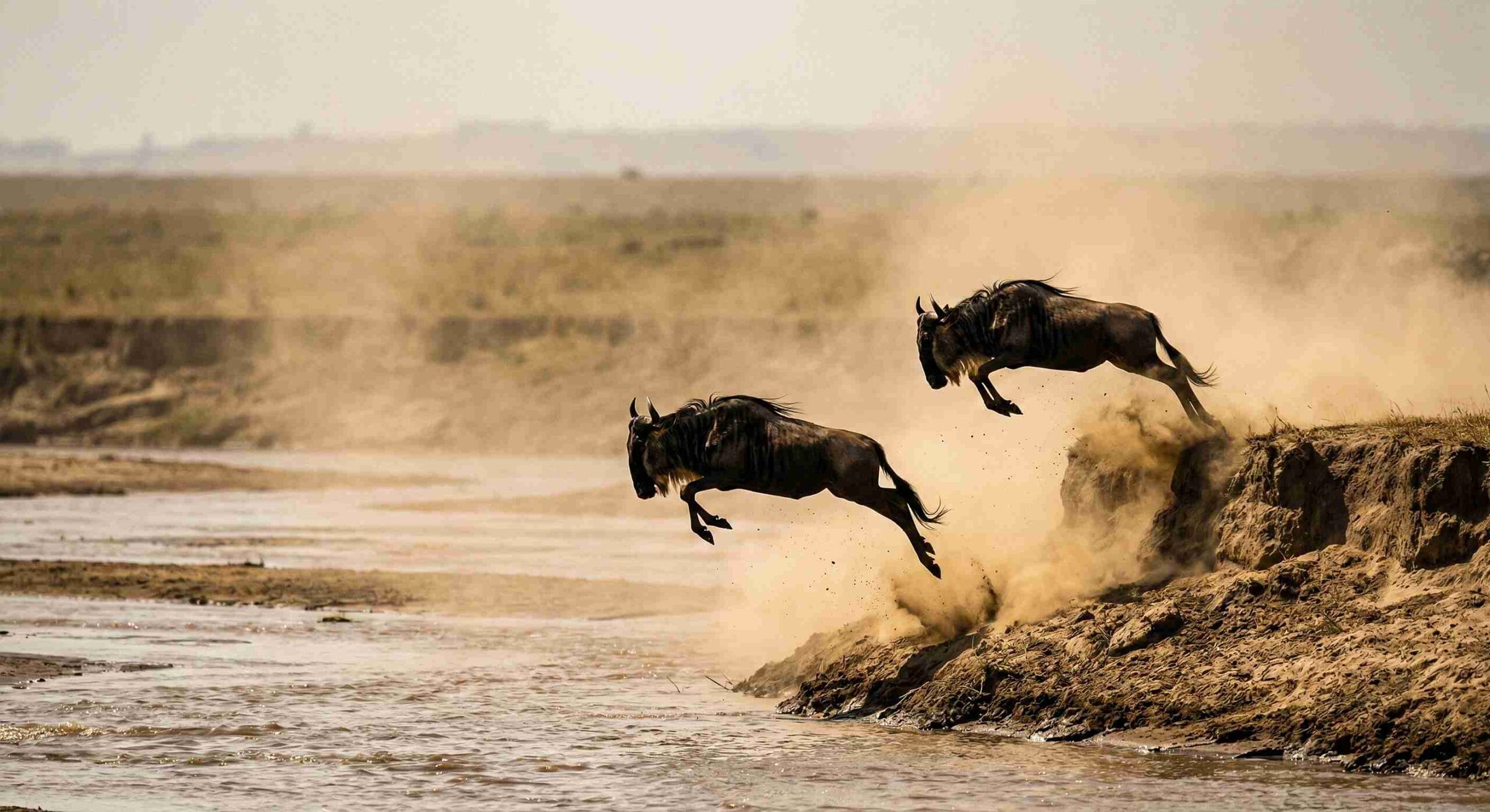 wildebeest crossing mara river