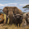 The Big 5 Animals in Kenya