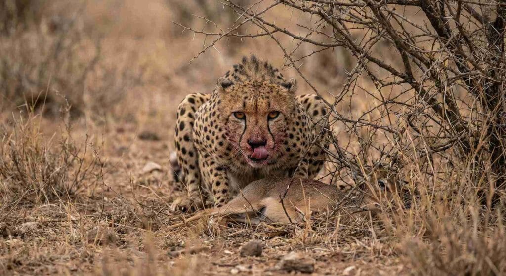 a cheetah on masai mara safari