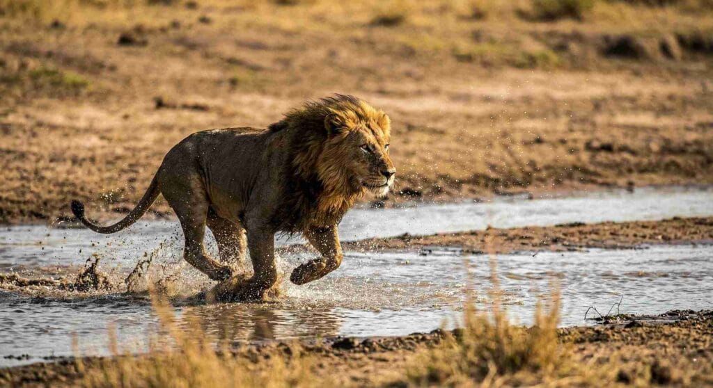a lion in masai mara