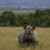 rare animals in Kenya