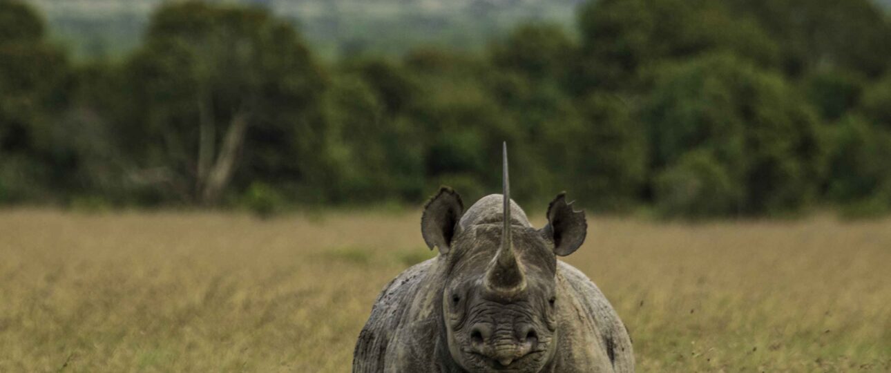 rare animals in Kenya