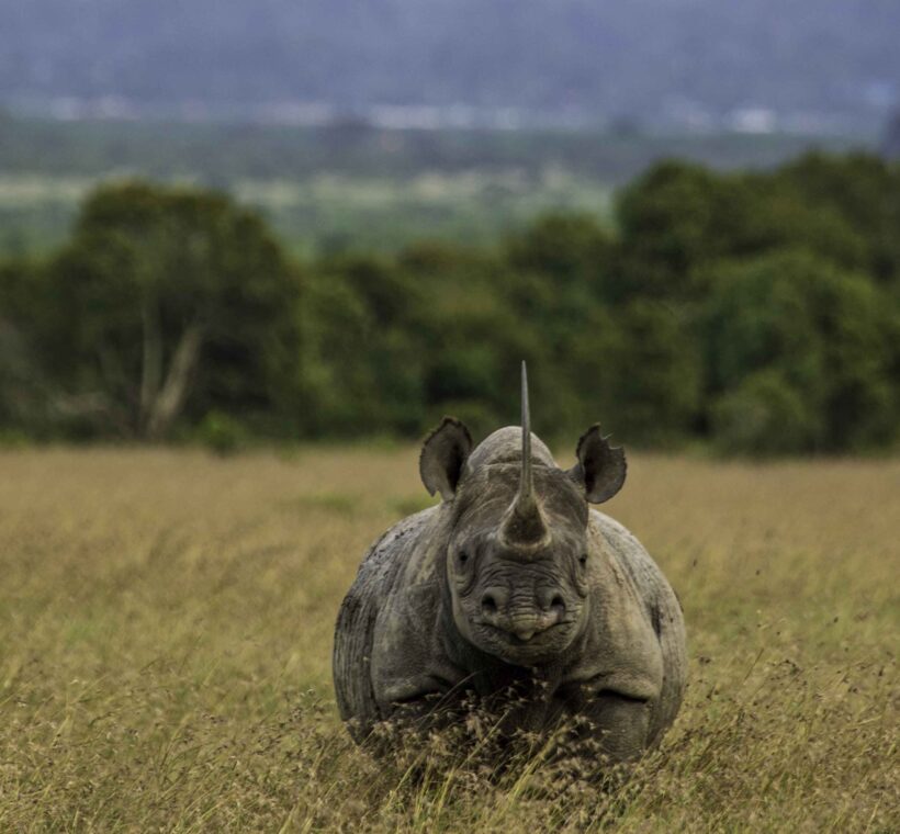 rare animals in Kenya
