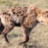 hyenas In Kenya
