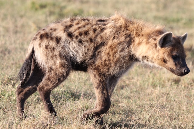 hyenas In Kenya